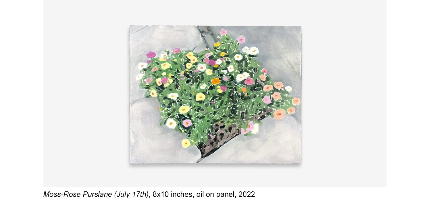 Moss Rose Purslane July 17